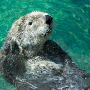 Otter who looks like she is waving in some beautiful azure-coloured water
