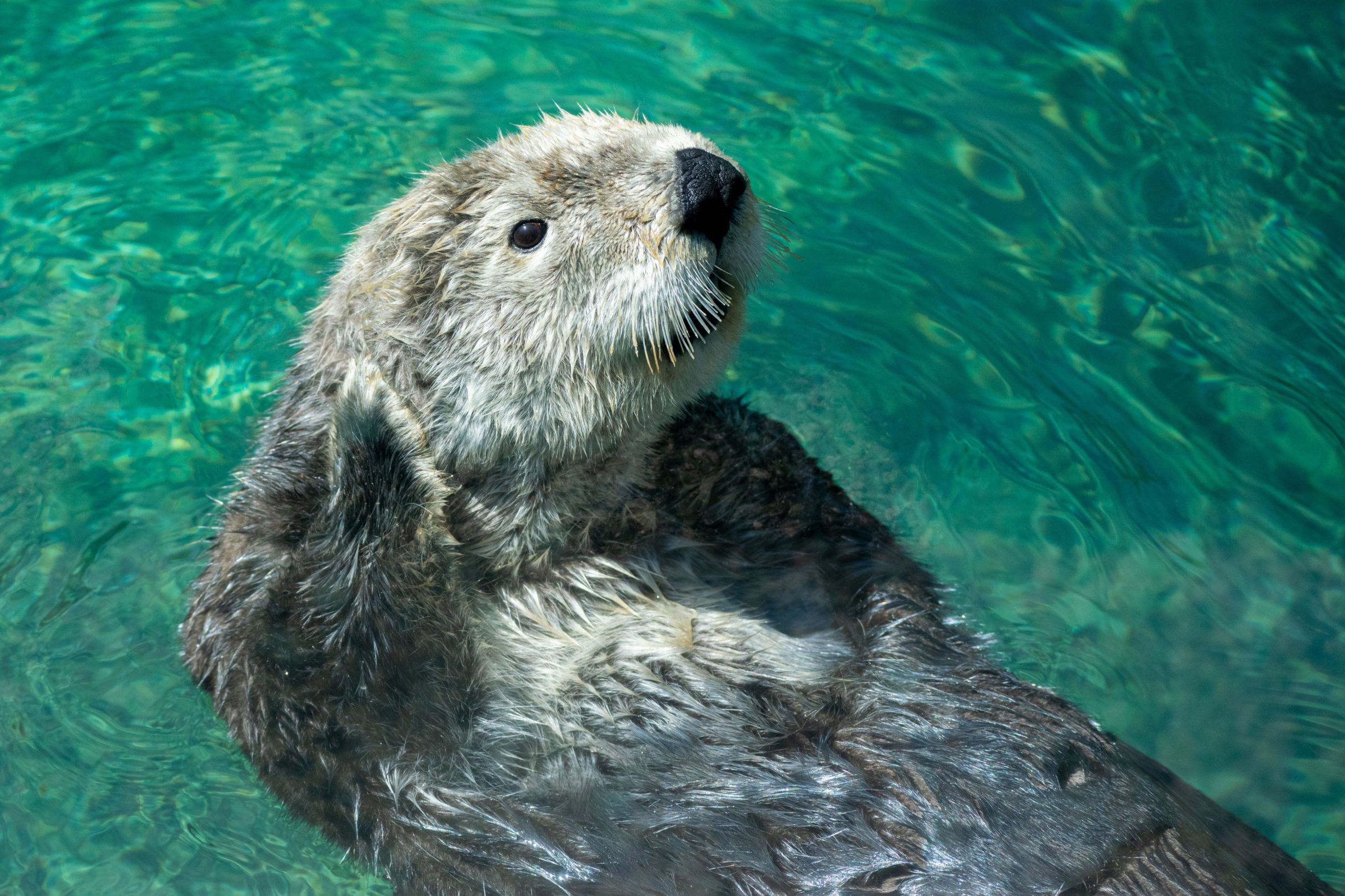 Otter who looks like she is waving in some beautiful azure-coloured water